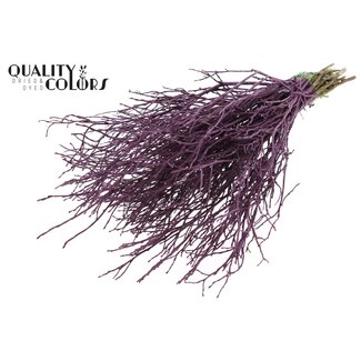 QC Gedroogde Huckelberry | Kleur: Bordeauxood | Vaccinium Droogbloemen Takken | Per 5 bossen