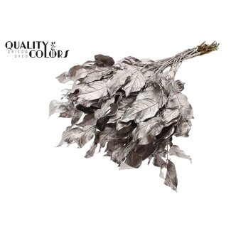 QC Gedroogde Salal Takken | Kleur: Champagnekleurig | Gaultheria Takken | Per 6 bossen