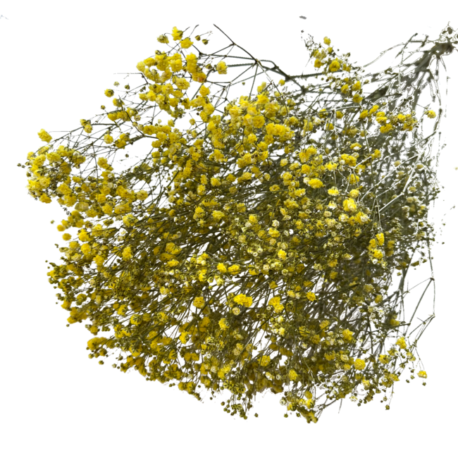 Gelbe Gypsophila Trockenblumen | Getrocknetes Schleierkraut | Länge ± 65 Zentimeter | Pro 5 Zweige