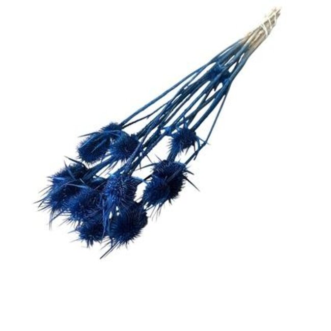 Dark Blue Cardistella Thistles Dried Flowers | Length ± 60 centimetres | Per 10 stems