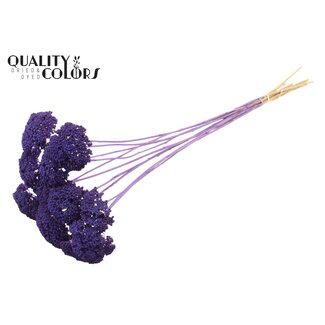 QC Dried Yarrow on Stem | Colour: Frosted Purple | Achillea Dried Flowers | Length ± 60 centimetres | 10 stems per bunch