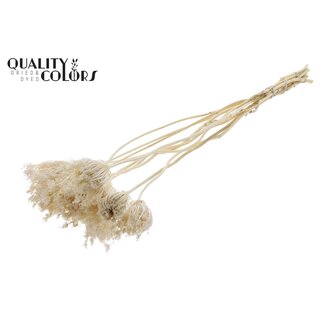 QC Gedroogde Groot Akkerscherm op steel | Kleur: Gebleekt Wit | Ammi Majus op steel | Diameter bloem ± 2 - 4 centimeter | Lengte ± 50 centimeter | 10 stelen per bos | Per 10 bossen
