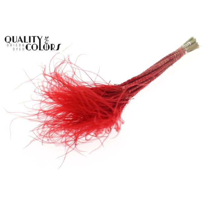 Gedroogd Stipa Vedergras | Kleur: Rood | Stypha Penata Droogbloemen | Lengte ± 60 centimeter | 10 pluimpjes per bos | Per 40 bossen