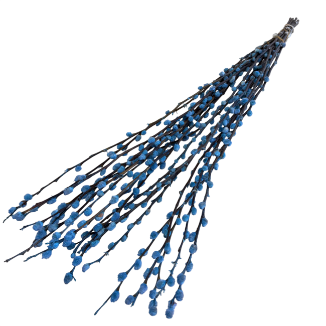 Chatons de saule Salix bleu clair fleurs séchées | Longueur ± 70 centimètres | Par 20 branches