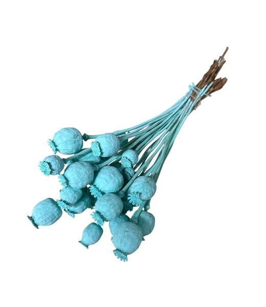 Dutch Dried Aqua blaue Papaver Somniferum Trockenblumen | Länge ± 65 Zentimeter | Gewicht ± 200 Gramm