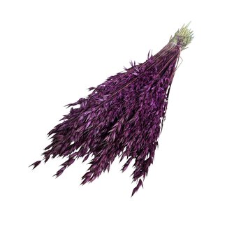 Dutch Dried Dunkellila Avena Hafer Trockenblumen | Länge ± 70 Zentimeter | Gewicht 150 Gramm