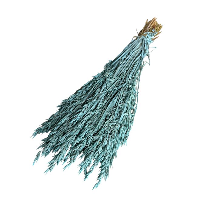 Aqua blauwe Avena Haver droogbloemen | Lengte ± 70 centimeter | Gewicht 150 gram