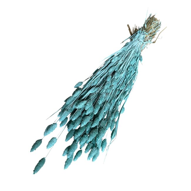 Aqua blaue Phalaris Trockenblumen | Länge ± 65 Zentimeter | Gewicht ± 175 Gramm