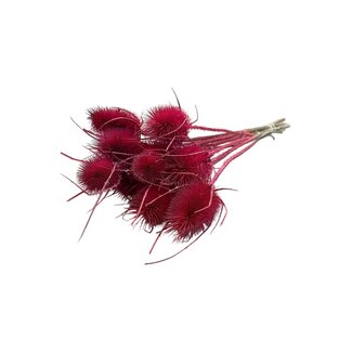 Dutch Dried Rosa Cardistella Disteln Trockenblumen | Länge ± 60 Zentimeter | Pro 10 Zweige