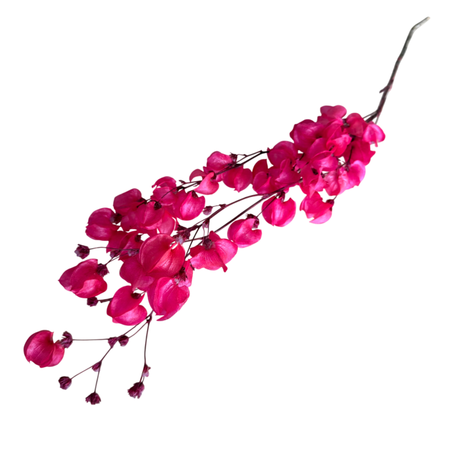 Bougainvilliers séchés couleur cerise | Longueur ± 45 centimètres | Poids ± 35 grammes