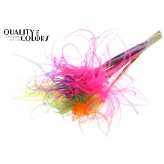 QC Gedroogd Stipa Vedergras | Colourful 2 | Kleur: Gemengde Kleuren | Stypha Penata Droogbloemen | Lengte ± 60 centimeter | 10 pluimpjes per bos | Per bos