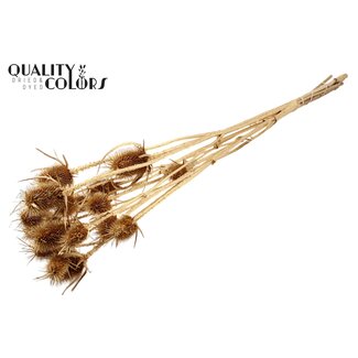 QC Getrocknete Kardi-Distel | Farbe: Antik Goldfarben | Cardistella Trockenblumen | Länge ± 70 Zentimeter | 5 Zweige pro Bund | Pro Bund