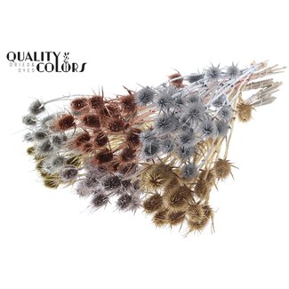 QC Getrocknete Cardi-Distel | Metallic Mix | Farbe: Gemischte Farben | Cardistella Trockenblumen | Länge ± 55 Zentimeter | 10 Stiele pro Bund | Pro Bund