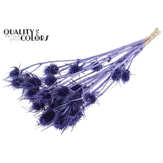 QC Dried Cardoon Thistle | Colour: Metallic Purple | Cardistella Dried Flowers | Length ± 55 centimetres | 10 stems per bunch | Per bunch