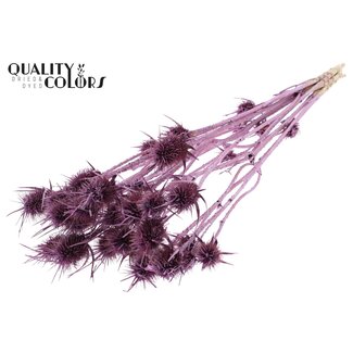 QC Dried Cardoon Thistle | Colour: Metallic Pink | Cardistella Dried Flowers | Length ± 60 centimetres | 10 stems per bunch | Per bunch