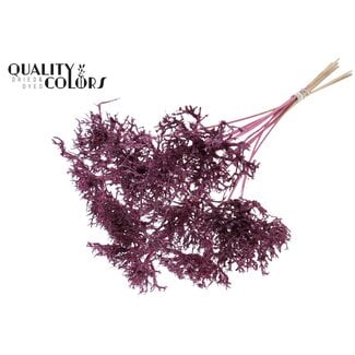 QC Dry Tree Takjes op stok | Kleur: Metallic Roze | Lengte bijsteker ± 50 centimeter | 10 bijstekers per bos | Per bos