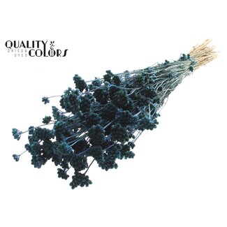 QC Getrocknete Lona | Farbe: Dunkelblau | Lonas Annua Trockenblumen | Länge ± 50 Zentimeter | Pro Bund