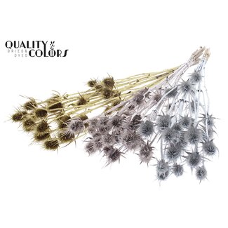 QC Gedroogde Cardi Distel | Wedding Mix | Kleur: Gemengde Kleuren | Cardistella Droogbloemen | Lengte ± 55 centimeter | 10 takken per bos | Per bos