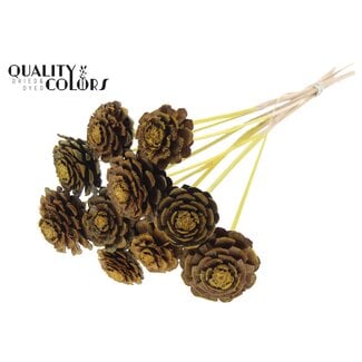 QC Gesneden Dennenappel op stok | Kleur: Geel | Diameter dennenappel 5 - 7 centimeter | Lengte ± 50 centimeter | 10 bijstekers per bos | Per bos