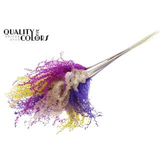 QC Getrocknetes Chinaschilf | Farbig 11 | Farbe: Gemischte Farben | Miscanthus Trockenblumen | Länge ± 70 Zentimeter | 5 Zweige pro Bund | Pro Bund