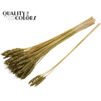 QC Getrockneter Weizen | Farbe: Olivgrün | Triticum Trockenblumen | Länge ± 55 Zentimeter | 3 Büschel pro Stiel | Pro 25 Stiele