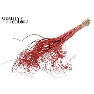 QC Gedroogd Palmblad Nerf | Curly Ting Ting | Kleur: Koraalkleurig | Droogdecoratie | Lengte ± 70 centimeter | 100 nerfen per bos | Per bos