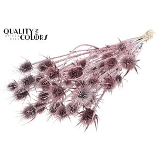 QC Gedroogde Cardi Distel | Kleur: Champagnekleurig met Glitter | Cardistella Droogbloemen | Lengte ± 55 centimeter | 10 takken per bos | Per bos