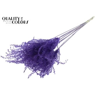 QC Dried Chinese Silver Grass | Colour: Purple | Miscanthus Dried Flowers | Length ± 70 centimetres | 5 stems per bunch | Per bunch