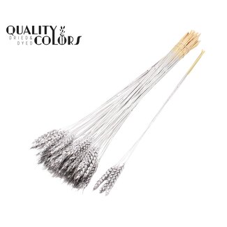 QC Dried Wheat | Colour: Silver | Triticum Dried Flowers | Length ± 55 centimetres | 3 tufts per stem | Per 25 stems
