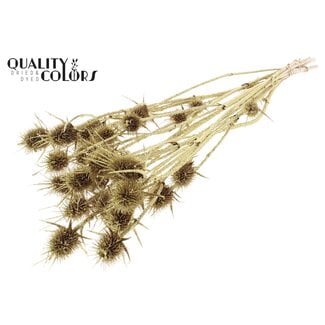 QC Gedroogde Cardi Distel | Kleur: Goudkleurig met Glitter | Cardistella Droogbloemen | Lengte ± 55 centimeter | 10 takken per bos | Per bos