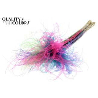 QC Gedroogd Stipa Vedergras | Colourful 7 | Kleur: Gemengde Kleuren | Stypha Penata Droogbloemen | Lengte ± 60 centimeter | 10 pluimpjes per bos | Per bos