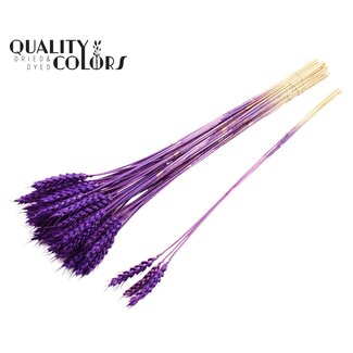 QC Dried Wheat | Colour: Purple | Triticum Dried Flowers | Length ± 55 centimetres | 3 clusters per stem | Per 25 stems
