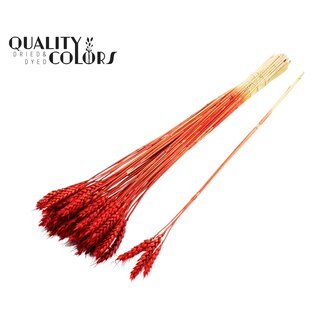 QC Dried Wheat | Colour: Red | Triticum Dried Flowers | Length ± 55 centimetres | 3 tufts per stem | Per 25 stems