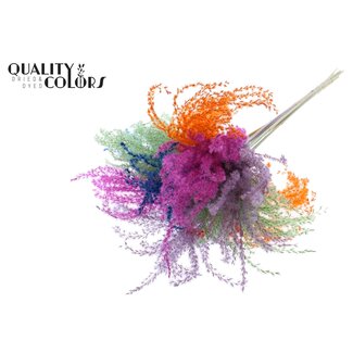 QC Getrocknetes Chinaschilf | Neon Dusk | Farbe: Gemischte Farben | Miscanthus Trockenblumen | Länge ± 70 Zentimeter | 5 Zweige pro Bund | Pro Bund