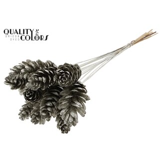 QC Strobus Pine Cone on Stick | Colour: Platinum | Pine Cone Insert | Length ± 50 centimetres | 10 inserts per bunch | Per bunch