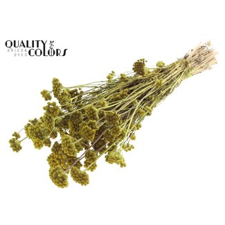 QC Dried Lona | Colour: Light Green | Lonas Annua Dried Flowers | Length ± 50 centimetres | Per bunch