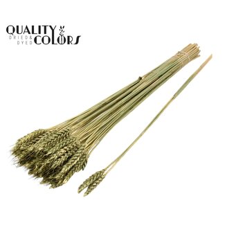 QC Gedroogde Tarwe | Kleur: Antiek Groen | Triticum Droogbloemen | Lengte ± 55 centimeter | 3 toefjes per tak | Per 25 takken