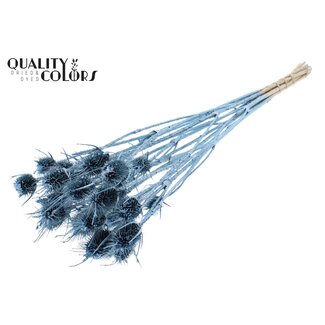 QC Dried Cardoon Thistle | Colour: Metallic Blue | Cardistella Dried Flowers | Length ± 55 centimetres | 10 stems per bunch | Per bunch