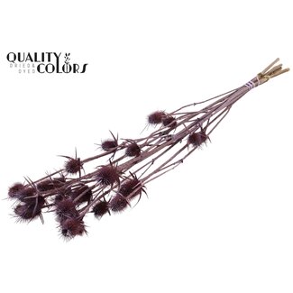 QC Dried Cardoon Thistle | Colour: Frosted Milka Purple | Cardistella Dried Flowers | Length ± 70 centimetres | 5 stems per bunch | Per bunch