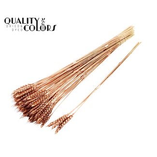 QC Dried Wheat | Colour: Copper | Triticum Dried Flowers | Length ± 55 centimetres | 3 tufts per stem | Per 25 stems