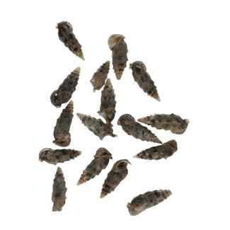 4A Cerethium Aloco Schelpen | Kleur: Bruin | Gewicht 500 gram | Per zak