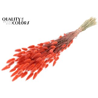 QC Dried Bunny Tails | Colour: Coral | Lagurus Ovatus Dried Flowers | Length ± 60 centimetres | Per bunch