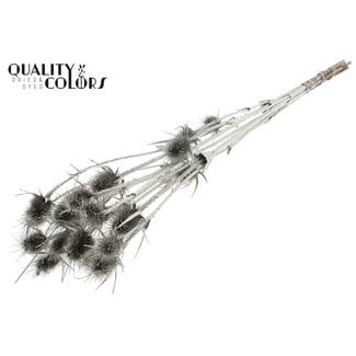 QC Gedroogde Cardi Distel | Kleur: Platinakleurig | Cardistella Droogbloemen | Lengte ± 70 centimeter | 5 takken per bos | Per bos