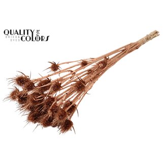 QC Dried Cardi Thistle | Colour: Copper | Cardistella Dried Flowers | Length ± 55 centimetres | 10 stems per bunch | Per bunch