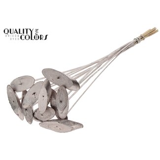 QC Ovale Holzscheibe auf Stab | Farbe: Champagnerfarben | Holzscheibe Stecker | Durchmesser 5 - 7 Zentimeter | Länge ± 50 Zentimeter | 10 Stecker pro Bund | Pro Bund