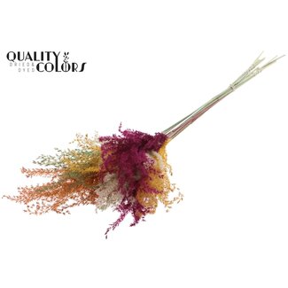 QC Dried Chinese Silver Grass | Pumpkin Spice | Colour: Mixed Colours | Miscanthus Dried Flowers | Length ± 70 centimetres | 5 stems per bunch | Per bunch