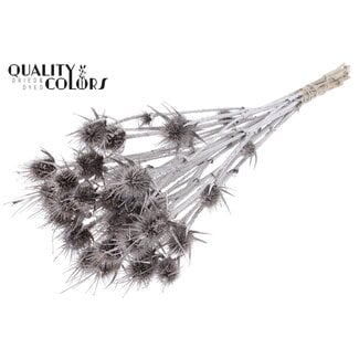 QC Gedroogde Cardi Distel | Kleur: Champagnekleurig | Cardistella Droogbloemen | Lengte ± 55 centimeter | 10 takken per bos | Per bos