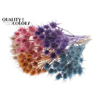 QC Dried Cardoon Thistle | Frosted Mix | Colour: Mixed Colours | Cardistella Dried Flowers | Length ± 55 centimetres | 10 stems per bunch | Per bunch