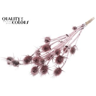 QC Gedroogde Cardi Distel | Kleur: Champagnekleurig met Glitter | Cardistella Droogbloemen | Lengte ± 70 centimeter | 5 takken per bos | Per bos