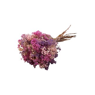 Casa Alegria Paars roze Mix Gypsophila droogbloemen | Gepreserveerd Gipskruid | Lengte ± 65 centimeter | Per 100 gram